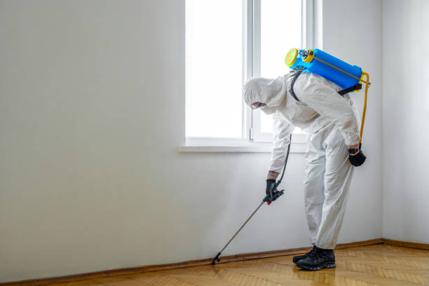 Best Termite Control Services  in Barrackville, WV